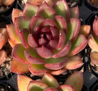 Single rosette succulent pot, layered pink-and-green leaves with dark center