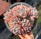 Cinderella succulent cluster with pink and white leaves in a gray pot, held by hand
