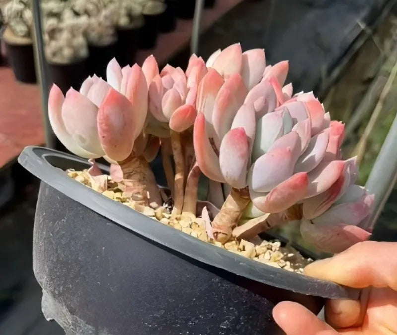Cinderella succulent cuttings with pink and white leaf rosettes in a gray pot, side view