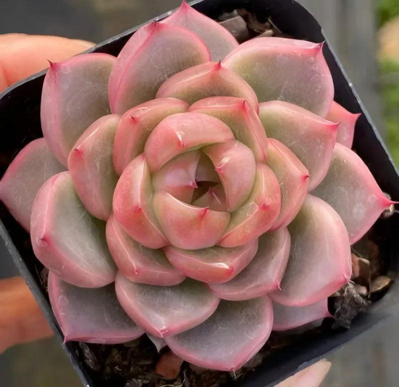 3-inch pot succulent with layered pink and pale green rosette leaves
