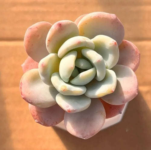 Cold fragrance 2-inch pot, pale pink and cream flower-shaped topper