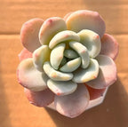 Cold fragrance 2-inch pot with pastel multi-petal flower ornament on top