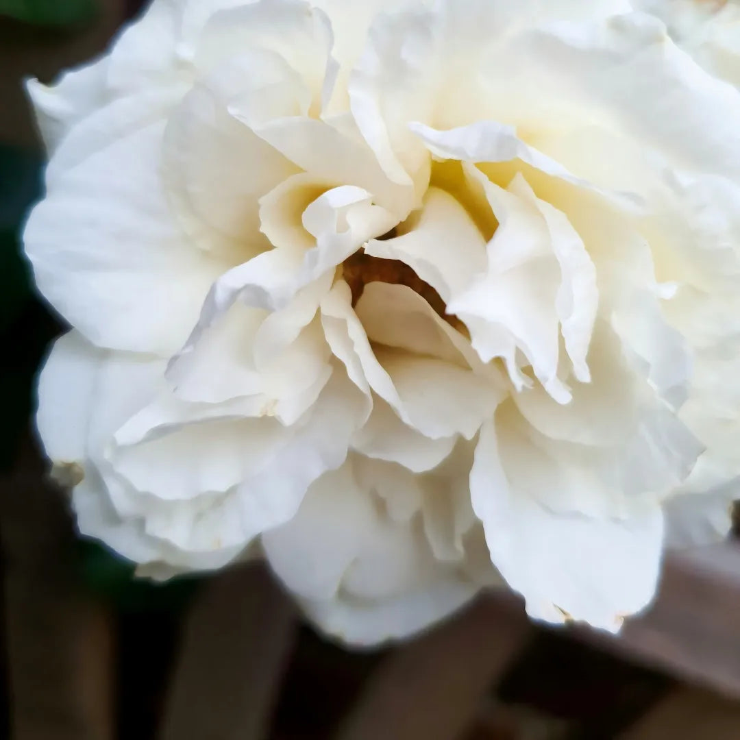 White Constance Rose sapling with layered petals, 1-2ft from Soil Song
