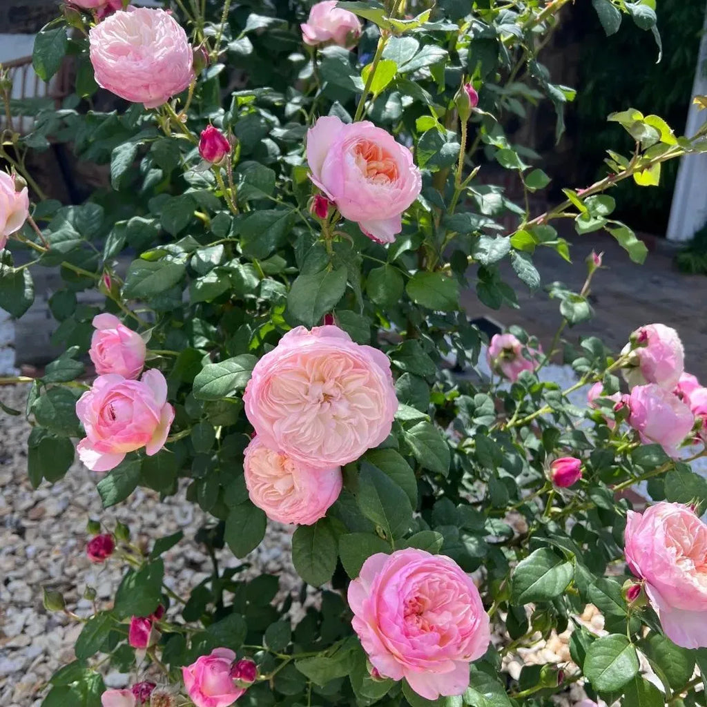 Constance Rose Soil Song