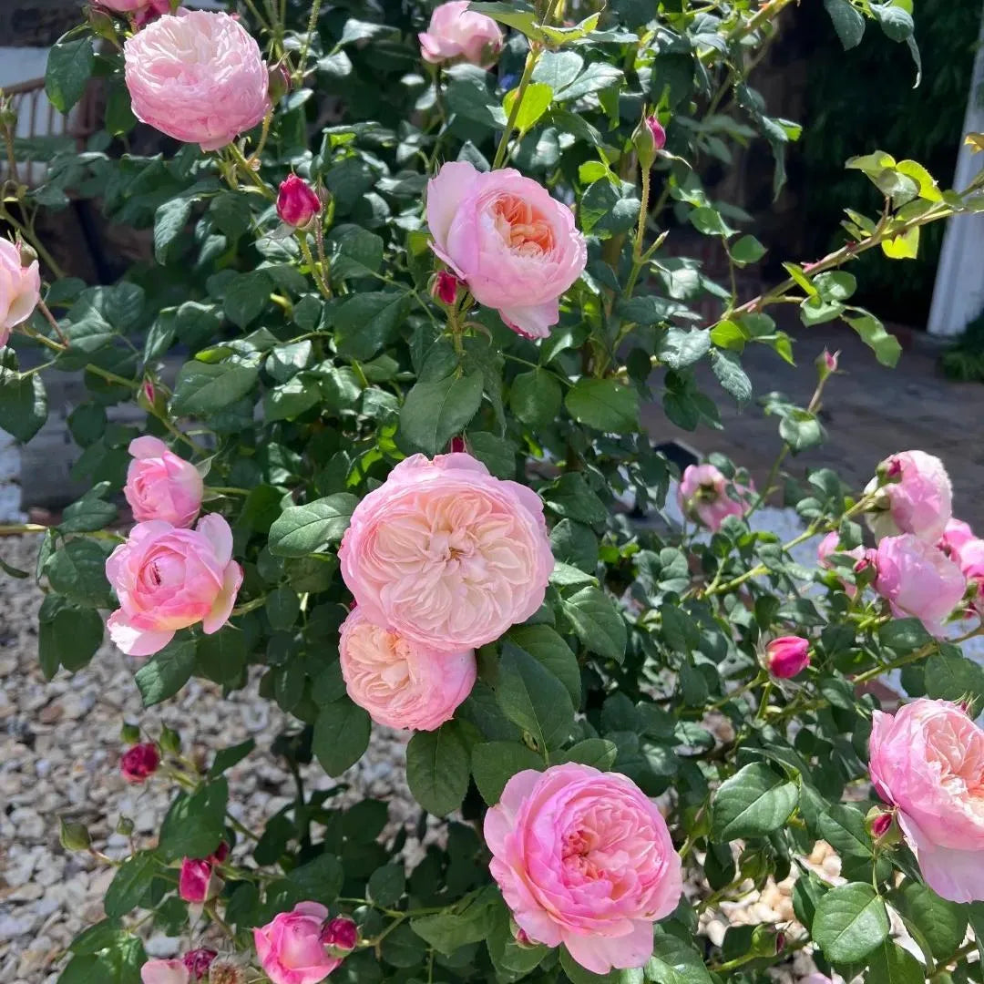 Constance Rose Soil Song