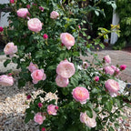 Constance Rose Soil Song