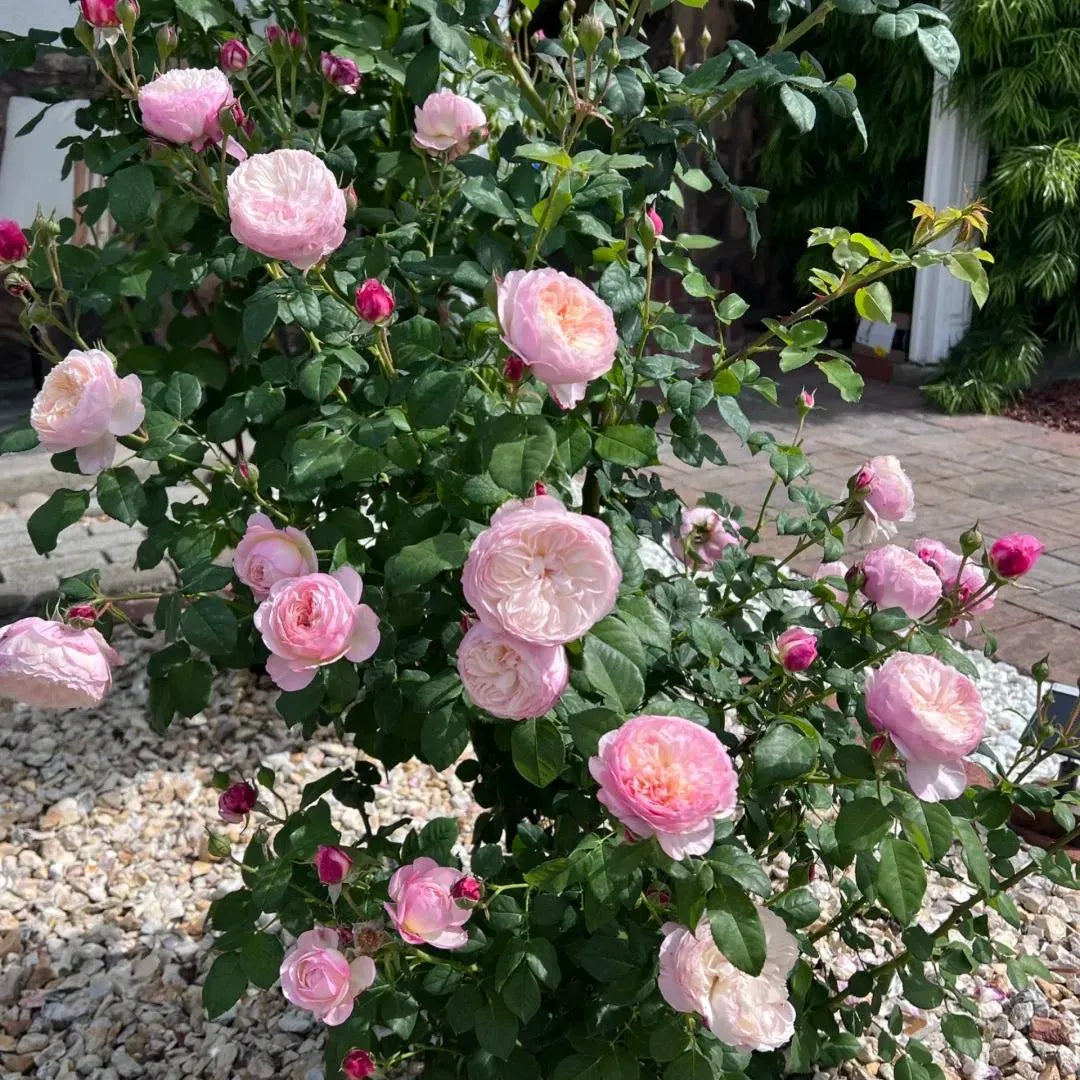 Constance Rose Soil Song