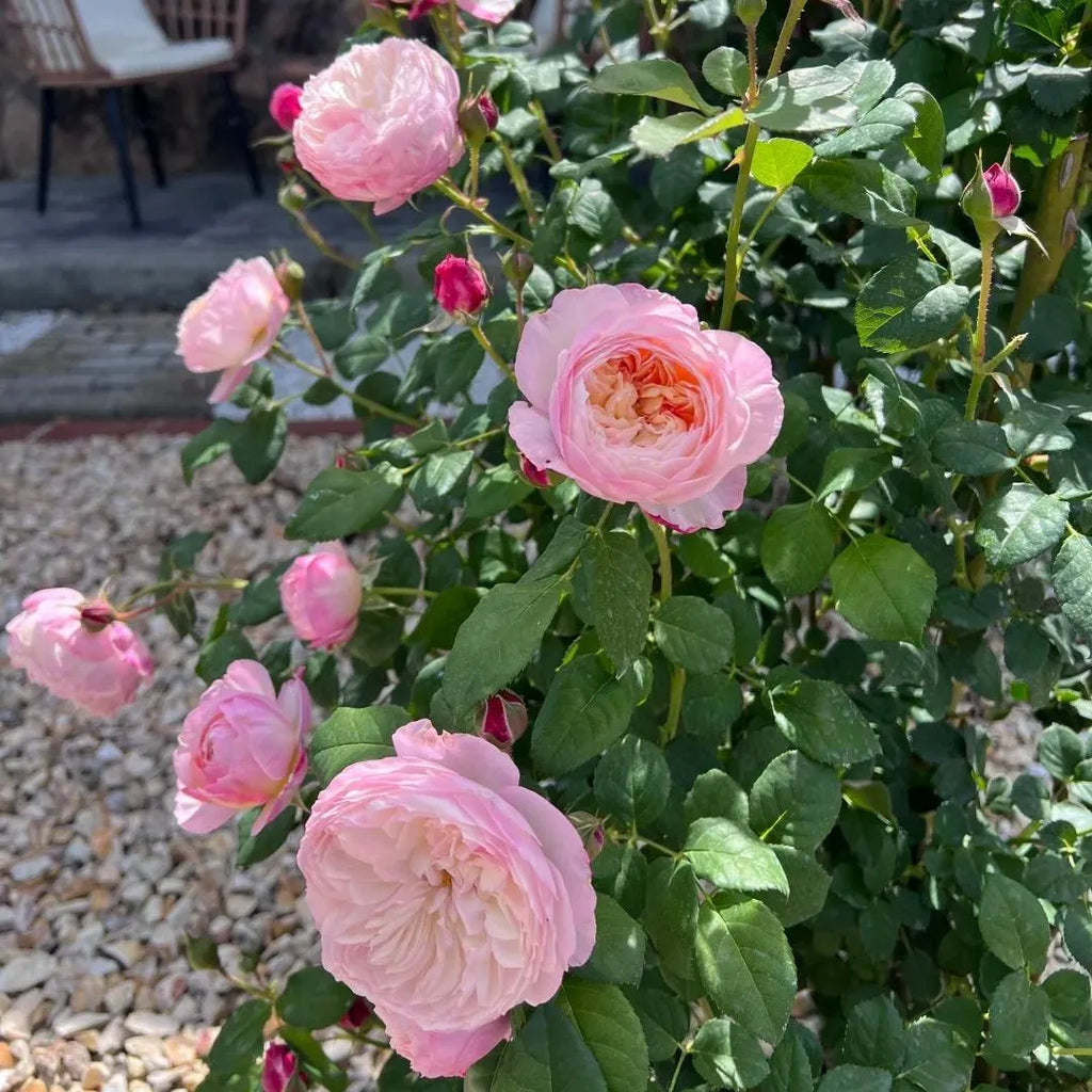 Constance Rose Soil Song