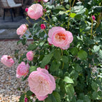 Constance Rose Soil Song