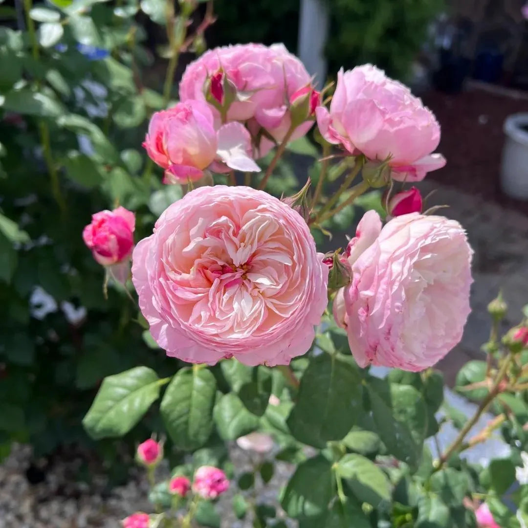 Constance Rose Soil Song