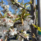Cherry tree branches with clusters of white blossoms and green buds