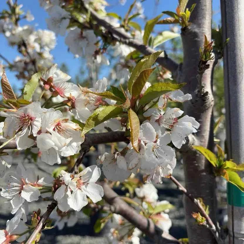 Cherry tree branches with clusters of white blossoms and green buds