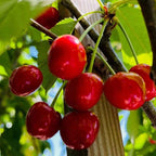 Cherry tree branch with dark red cherries and green leaves