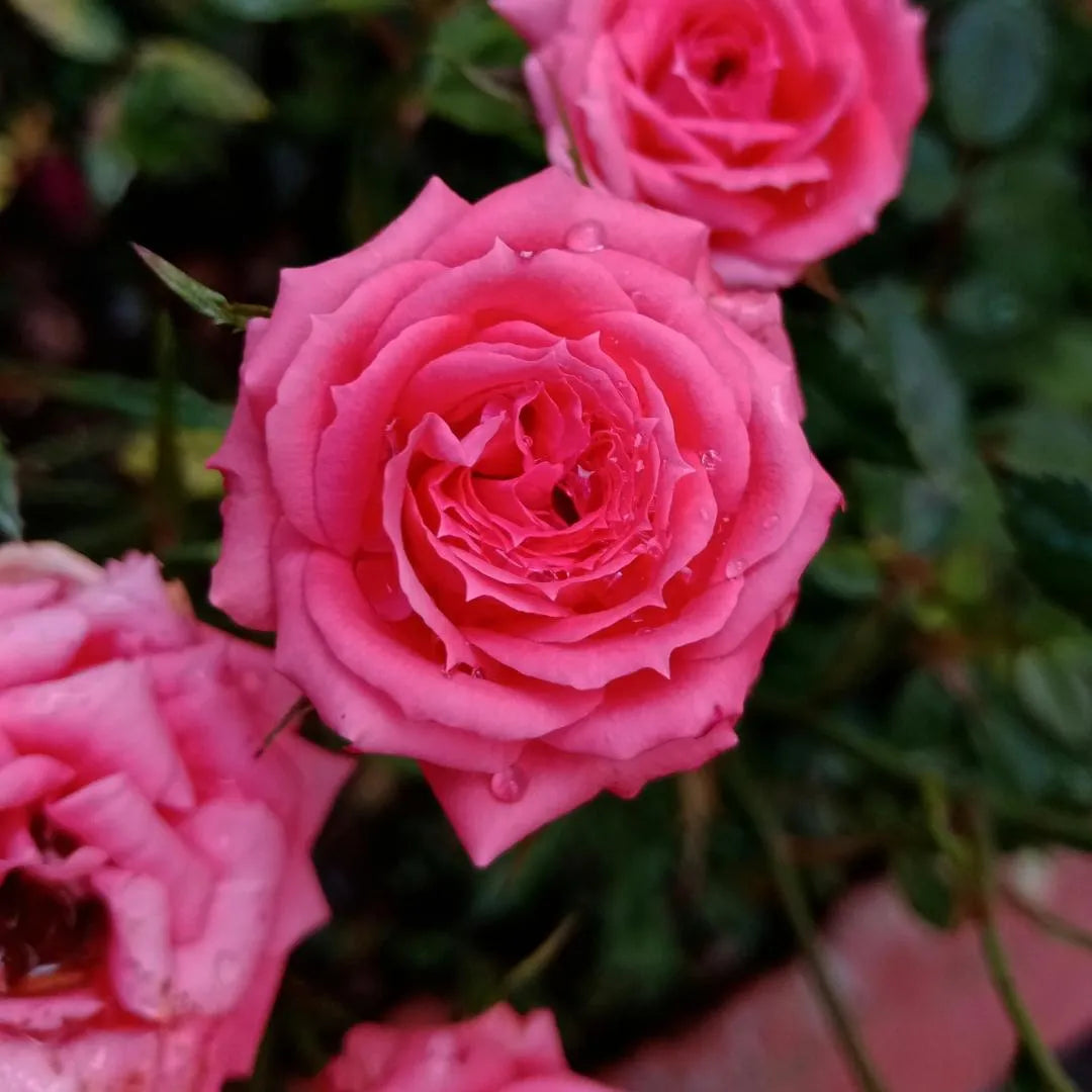 Coral Jelly Rose sapling with pink blooms and water droplets, 1-2 ft Soil Song plant