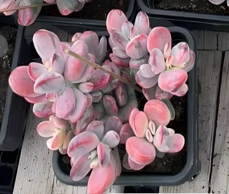 Pink succulent rosette plant in black grow pot, multiple leaf rosette clusters