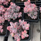 Pink succulent rosette plant in square black pot, Cotyledon Orbiculata Ophylla Var