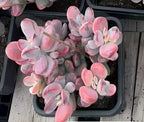 Pink succulent rosette plant with thick oval leaves, in black plastic grow pot