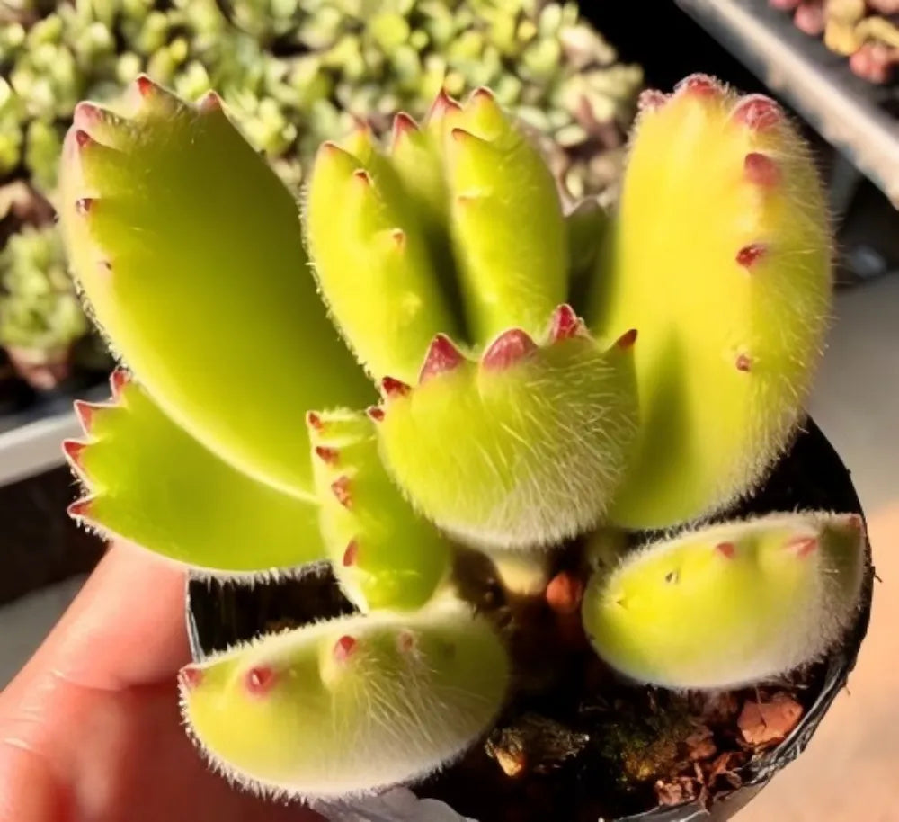 Cotyledon Tomentosa Var. Ladismithiensis Soil Song