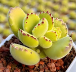 Cotyledon Tomentosa Var. Ladismithiensis Soil Song