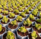 Cotyledon Tomentosa Var. Ladismithiensis Soil Song