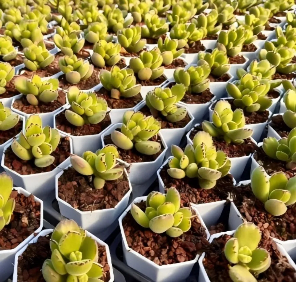 Cotyledon Tomentosa Var. Ladismithiensis Soil Song