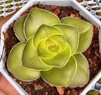Crassula Hemisphaerica Soil Song