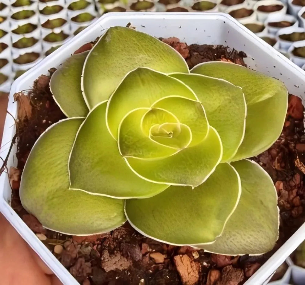 Crassula Hemisphaerica Soil Song