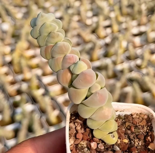 Crassula Plegmatoides succulent with pale green stacked leaf segments on stems