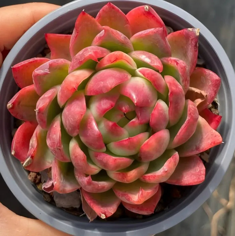 Pink and green rosette succulent in gray 4-inch pot, full rosette view