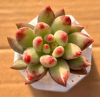 Speckled green curly tail succulent rosette in white 2-inch pot