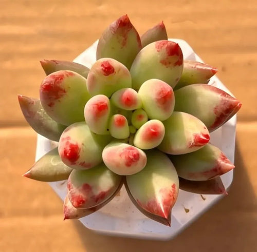 Curly tail succulent rosette in white 2-inch pot, green with red speckles