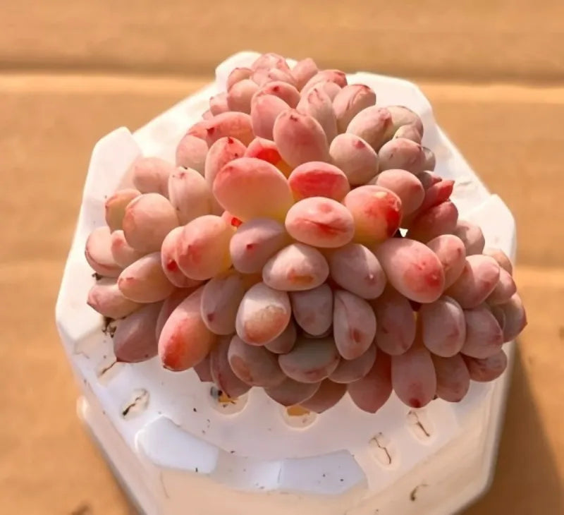 Pink and peach succulent bean plant in small white 2 inch pot, clustered leaves