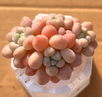 Daphne 2-inch pot featuring clustered pastel bead-like blooms in white pot