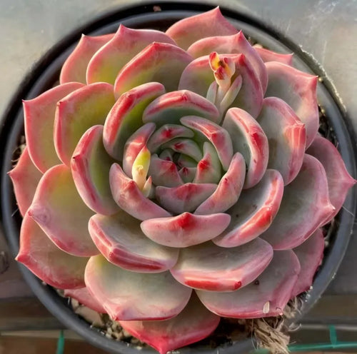 Pink and gray succulent rosette in a dark round pot