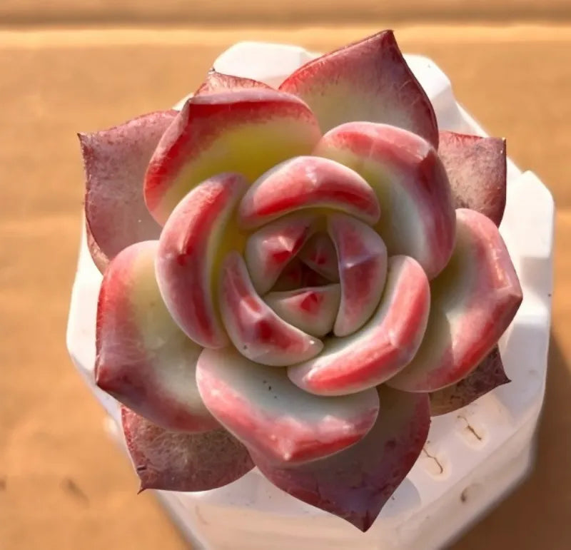 2-inch pot featuring a layered red and white swirl flower detail