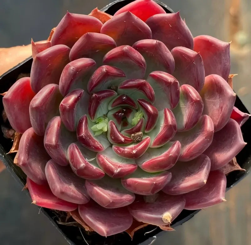 Succulent in 3-inch pot, deep red-purple rosette with layered pointed leaves.