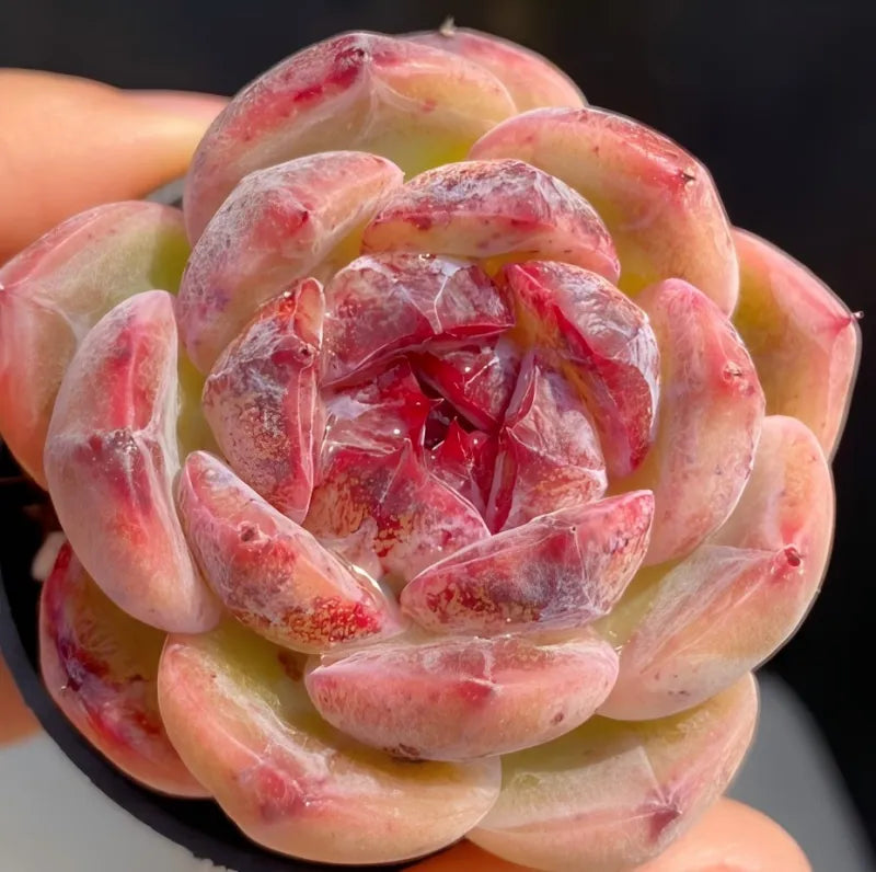 Single succulent rosette in small pot, vivid pink-red center with pale green outer leaves