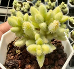 Delosperma Echinatum Variegata Soil Song
