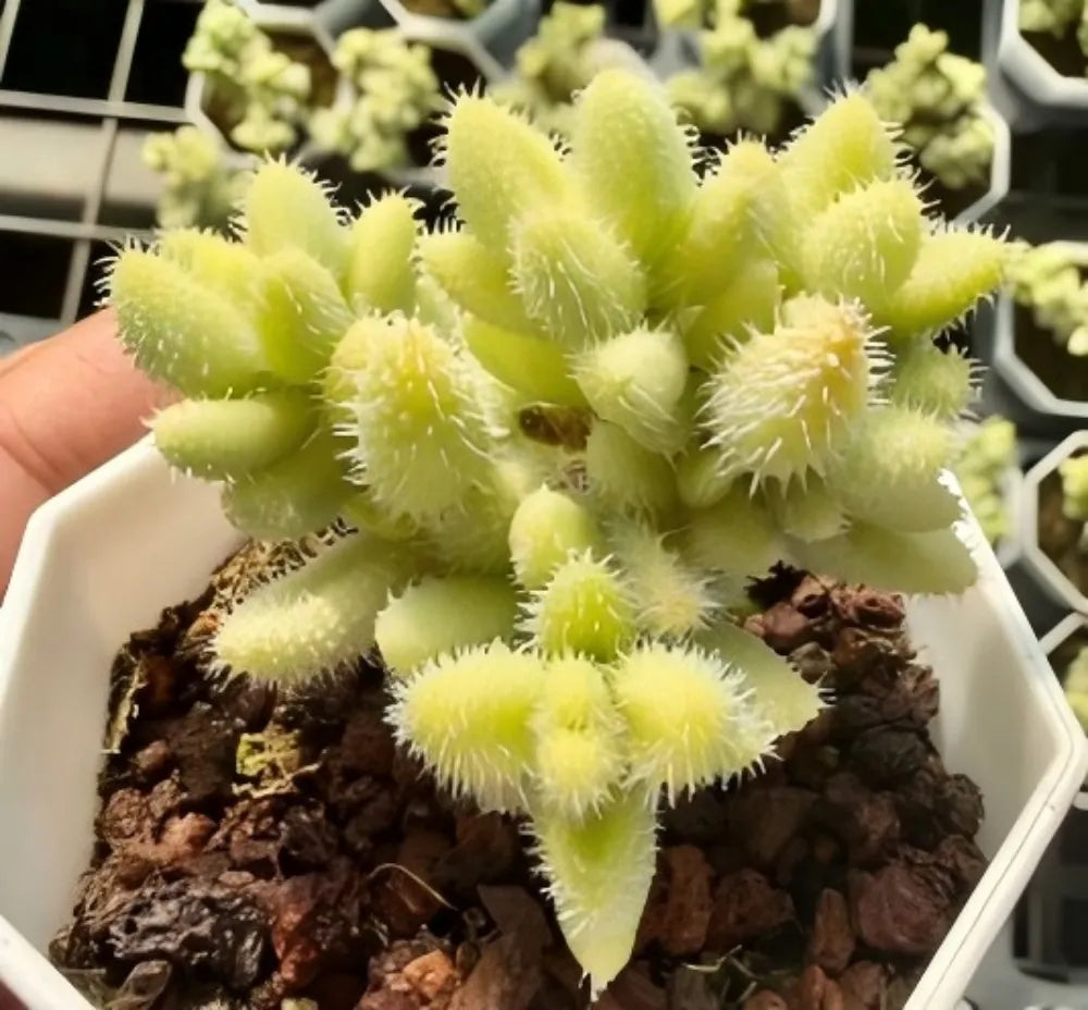 Delosperma Echinatum Variegata Soil Song