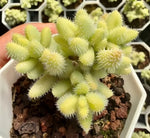 Delosperma Echinatum Variegata Soil Song