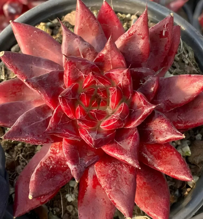 Red succulent rosette with pointed leaves in grey 6-inch pot over gravel