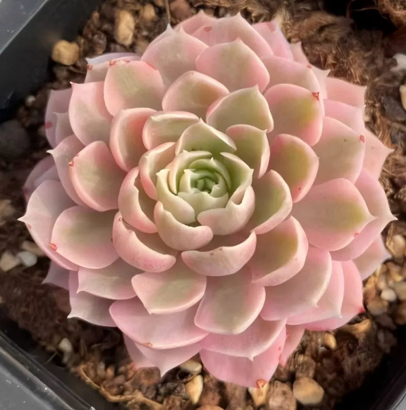 Variegated desert rose succulent rosette, pale pink outer leaves and green inner rosette, pot