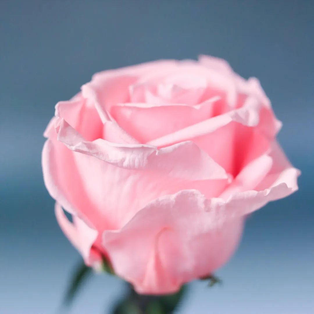 Pink Diana Rose sapling by Soil Song, soft petals, blue background