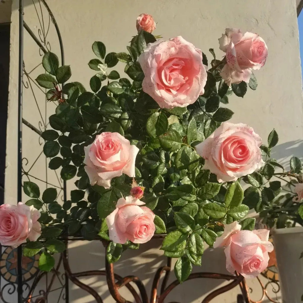 Diana Rose Soil Song