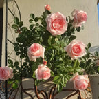 Diana Rose Soil Song