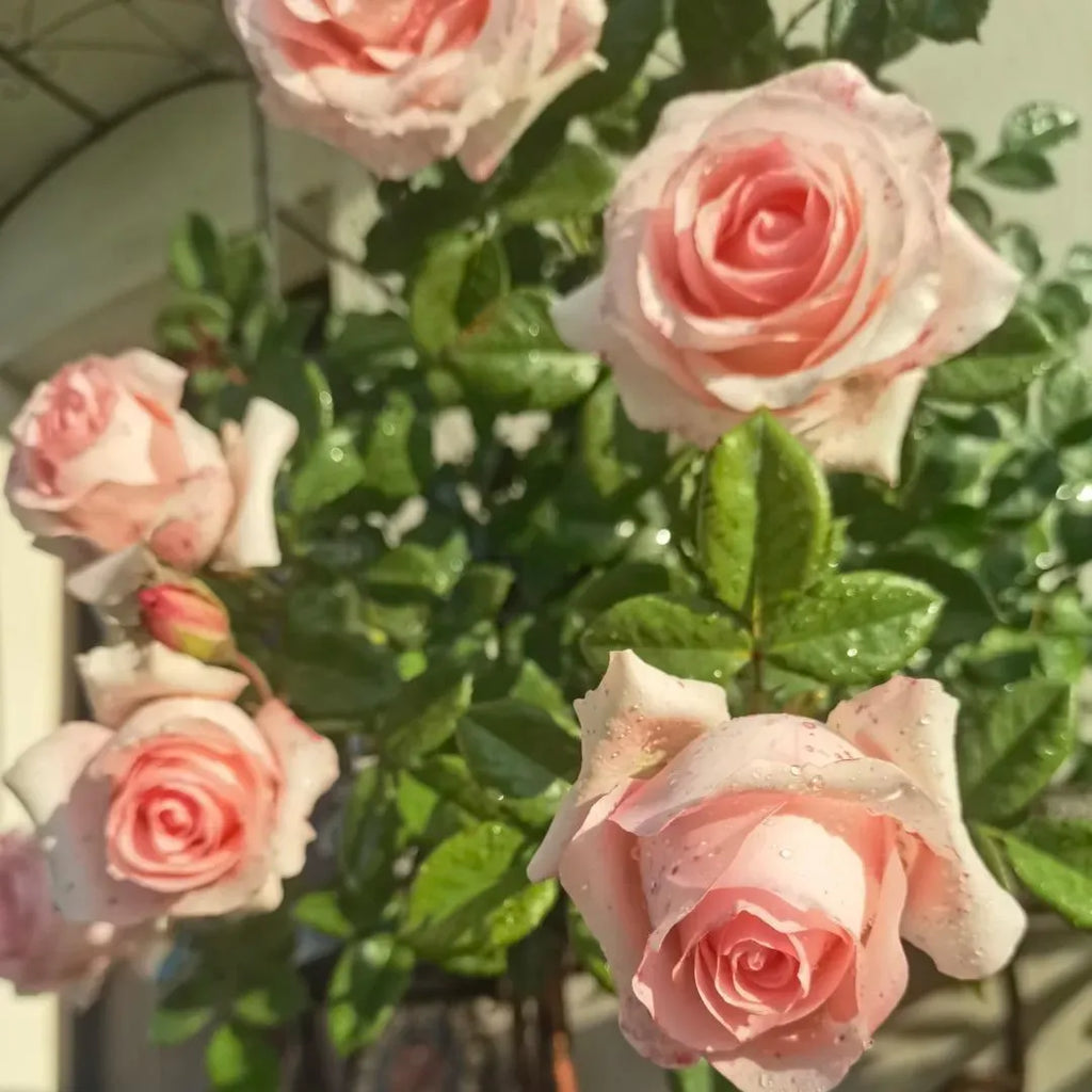 Diana Rose Soil Song