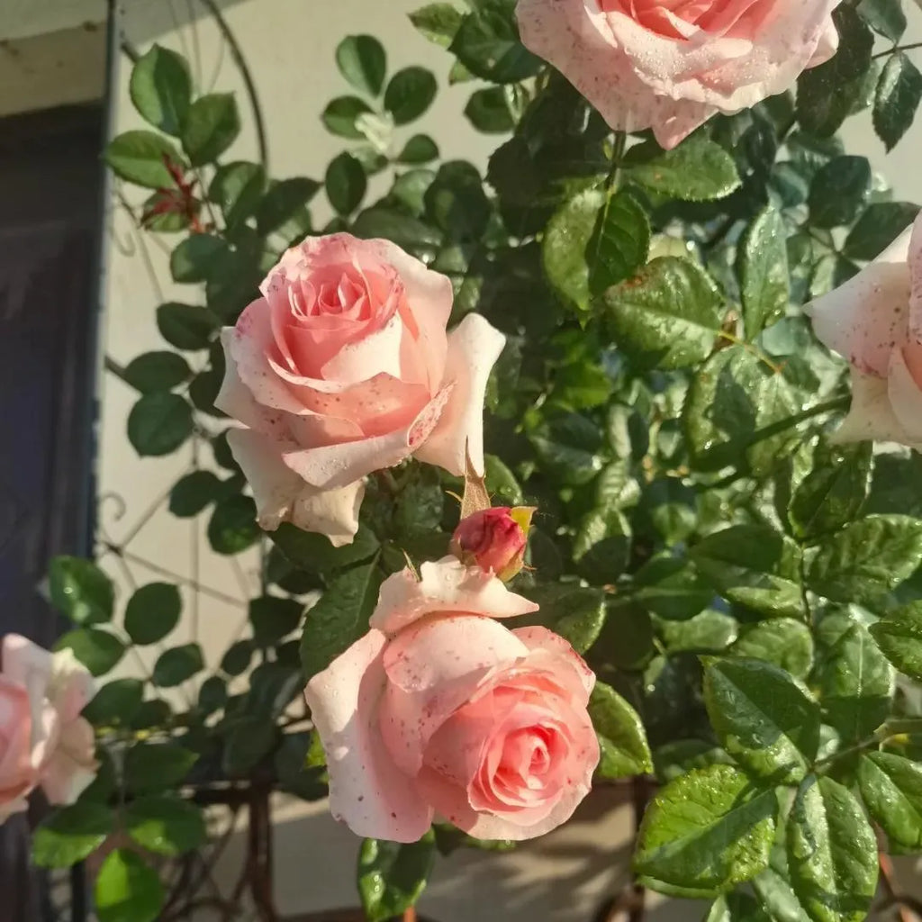Diana Rose Soil Song