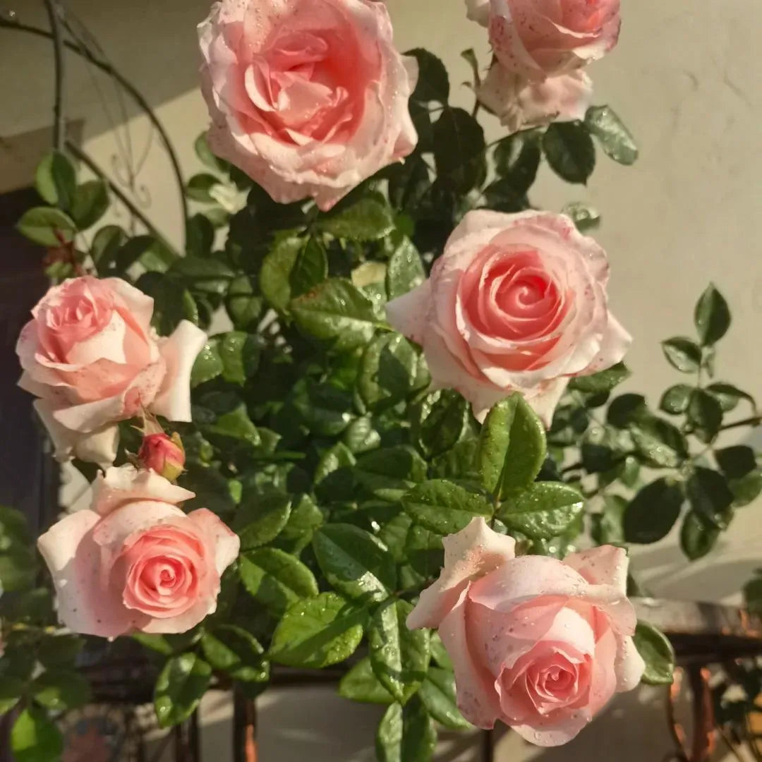 Diana Rose Soil Song