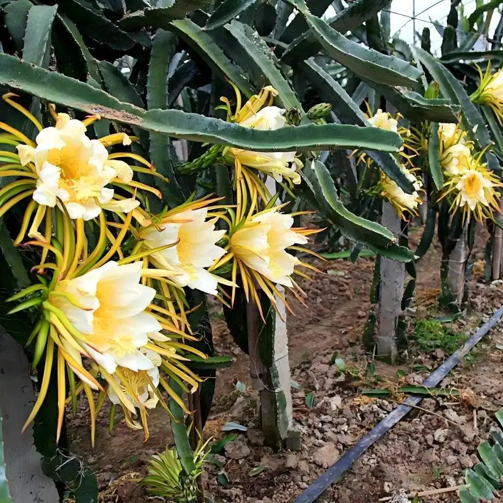 Dragon Fruit Cactus Flower | Soil Song