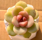 Small pot with pastel rosette succulent blooms, layered green, pink, and cream petals